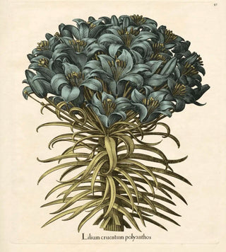 Framed Large Besler Print Lilium Cruentum Polyanthos 11”x14”