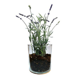 Potting Shed Creations Essential Lavender Flower Garden | Mother's Day