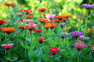 Potting Shed Creations Flower Cutting Garden Box | Mixed Zinnia
