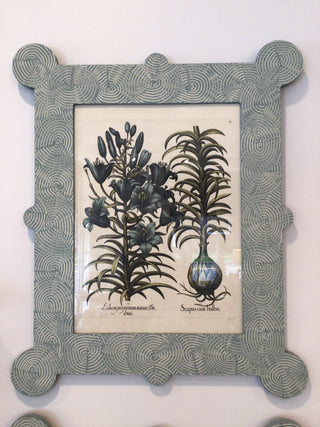Framed Large Besler Print Lilium and Scapus 11”x14”
