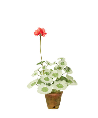 The Green Vase Mini Geranium Plant Salmon - Final Sale