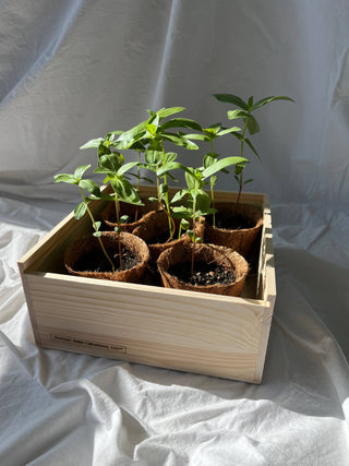 Potting Shed Creations Flower Cutting Garden Box | Mixed Zinnia