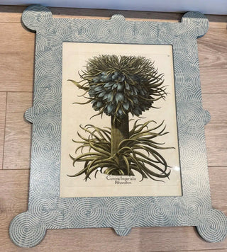 Framed Large Besler Print Lilium Cruentum Polyanthos 11”x14”