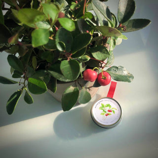 2” Diameter tin containing 10mg seeds to plant a  Wintergreen {Gaultheria procumbens} . By Potting Shed Creations.
