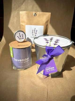 Potting Shed Creations Essential Lavender Flower Garden | Mother's Day