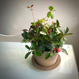 Potting Shed Creations Garden Sprinkle  10 mg Seed  | Christmas Wintergreen