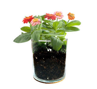 Potting Shed Creations Essential Zinnia Flower Garden