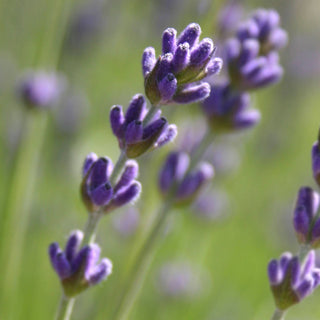 Potting Shed Creations Essential Lavender Flower Garden | Mother's Day