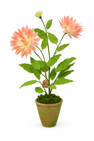 Each piece is meant to be an impressionistic gesture capturing the spirit of the flower, and just like the real thing, no two will ever be alike.

Paper dahlia plant by The Green Vase with 2 blossoms and a bud in a beautiful aged terra cotta pot. Approximately 24” tall, 19” at widest point. Pot measures 6.5" high and 7" in diameter.