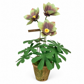 Flowers by The Green Vase are made entirely by hand, and just like the real thing, slight variations in size and color should be expected.
Handmade hellebore plant in a beautiful aged terra cotta pot finished with moss on top.
20" height, pot is 6.5" high x 7" diameter.
Made of paper, paint and wire in an aged terracotta pot.
