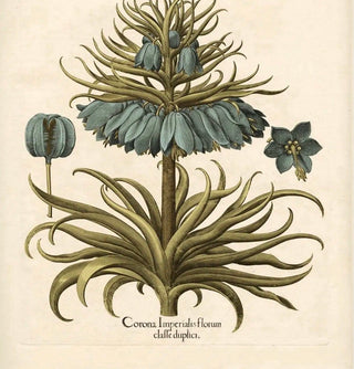 Framed Large Besler Print Corona Imperialis Florum 11”x14”
