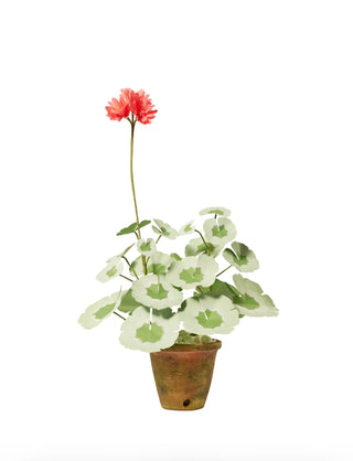 The Green Vase Mini Geranium Plant - Final sale