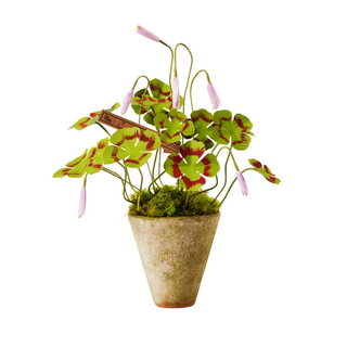 Handmade clover by The Green Vase in a beautiful aged terra cotta pot finished with moss on top.Approximately 14" tall. Pot measures 5" high and 4.5" in diameter.

