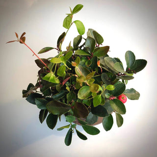 Potting Shed Creations Garden Sprinkle  10 mg Seed  | Christmas Wintergreen