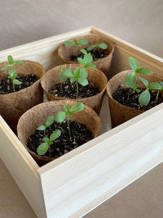 Potting Shed Creations Flower Cutting Garden Box | Mixed Zinnia
