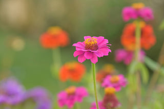 Potting Shed Creations Flower Cutting Garden Box | Mixed Zinnia