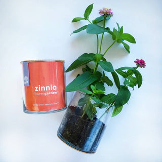 Essential Zinnia Flower Garden by Potting Shed Creations. Set includes: mixed dwarf zinnia seed, glass vessel, soil less mix, cork coaster, directions. Prolific bloomers, they make an excellent container garden. Butterflies are particularly attracted to Zinnias too.
